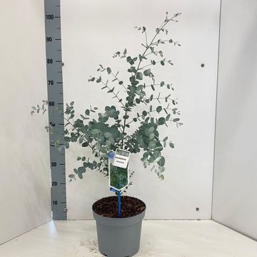 Eucalyptus gunnii SILVERANA