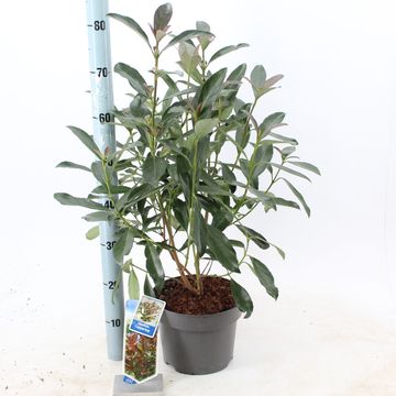 Viburnum odoratissimum COPPERTOP