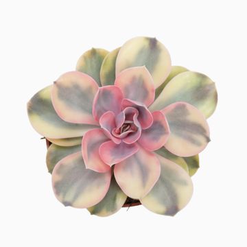 Echeveria RAINBOW
