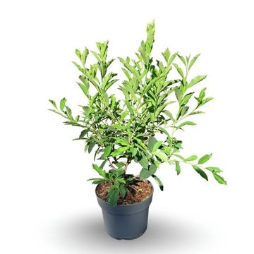 Exochorda racemosa 'Niagara'