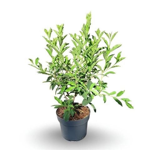 Exochorda racemosa 'Niagara'