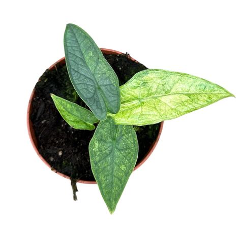 Alocasia 'Sulawesi Green Carpet Mint' — Растения Оптовая FlorAccess