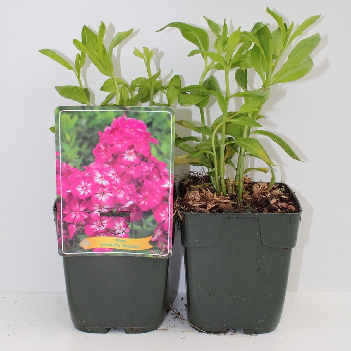 climbing geranium plants Geranium Reach Out Mix F1 Seed RAW / 10 seeds / UNTREATED