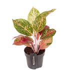 Aglaonema 'Samba Red'