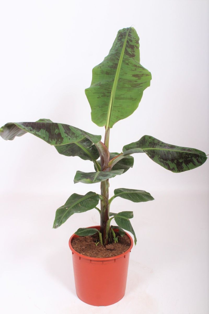 Musa 'Dwarf Cavendish' — Plant Wholesale FlorAccess