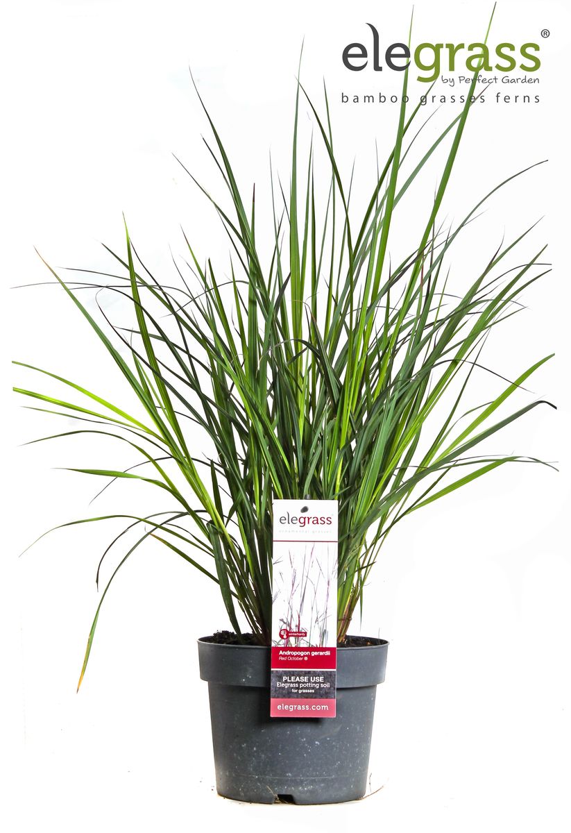 Andropogon gerardii Red October (P19 cm H35 - 45 cm) – Plant Wholesale ...