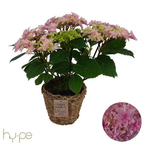 Hydrangea macrophylla 'Double Dutch Pink'