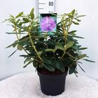 Rhododendron 'Катавбинзе Грандифлорум'