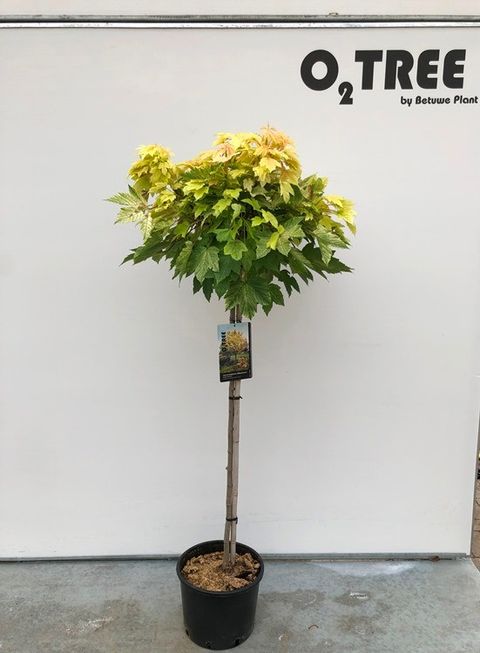Acer pseudoplatanus 'Brilliantissimum'