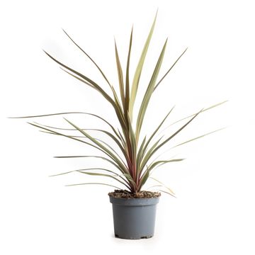 Cordyline australis 'Red Heart'
