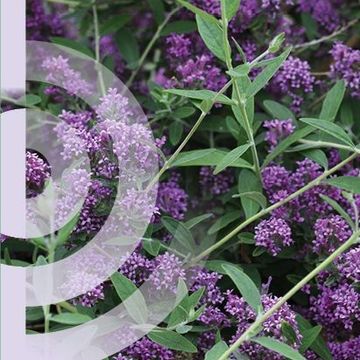 Buddleja alternifolia UNIQUE