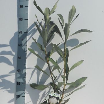 Telopea SHADY LADY WHITE