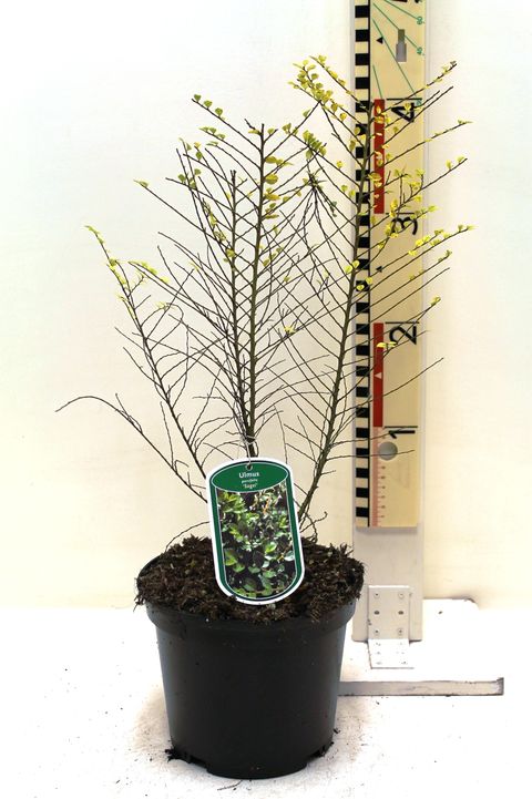 Ulmus parvifolia 'Sagei'