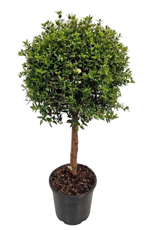 Myrtus communis