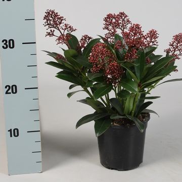 Skimmia japonica 'Rubella'