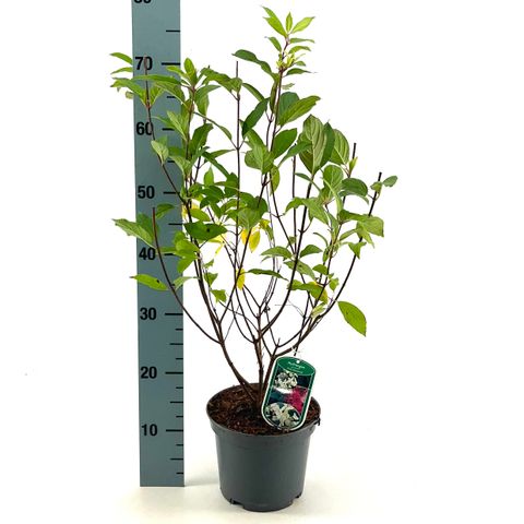 Hydrangea paniculata 'Pink Diamond'