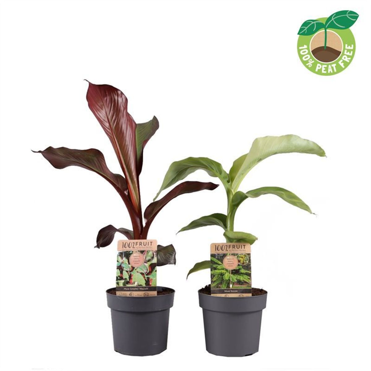 Musa MIX — Plant Wholesale FlorAccess