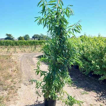 Salix udensis 'Sekka'