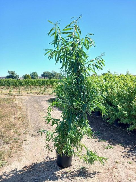 Salix udensis 'Sekka'