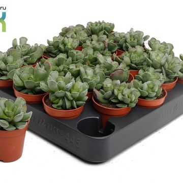 Adromischus cristatus