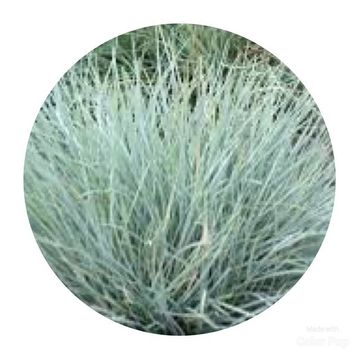 Festuca valesiaca 'Glaucantha'