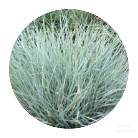 Festuca valesiaca 'Glaucantha'