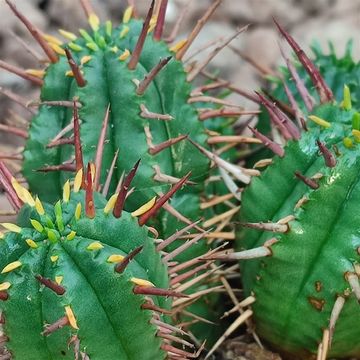 Euphorbia inconstantia
