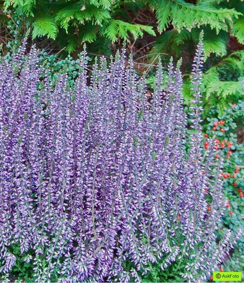 Calluna vulgaris GARDEN GIRLS LENA