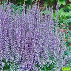 Calluna vulgaris GARDEN GIRLS LENA