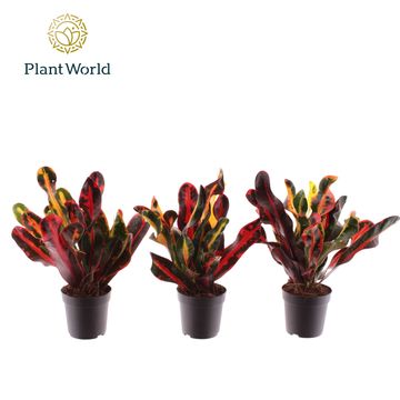 Codiaeum variegatum 'Mammi'