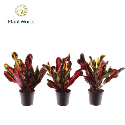 Codiaeum variegatum 'Mammi'
