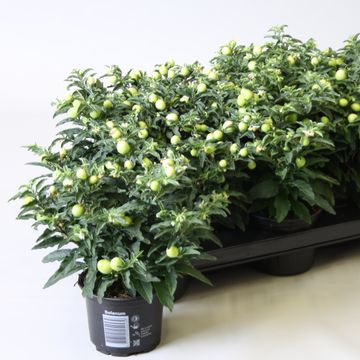 Solanum pseudocapsicum
