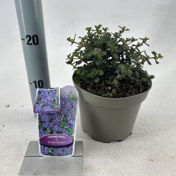 Ceanothus 'Emily Brown'