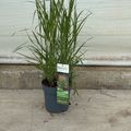 Panicum virgatum 'JS Buffalo Green'