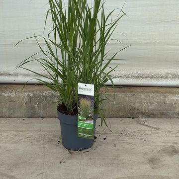 Panicum virgatum 'JS Buffalo Green'
