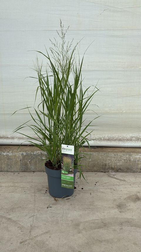 Panicum virgatum 'JS Buffalo Green'