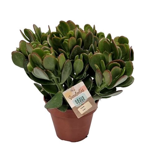 Crassula ovata