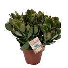 Crassula ovata