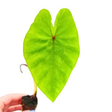 Colocasia 'Hybrid Mocha Lava'