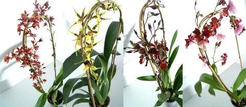 Orchidee MIX