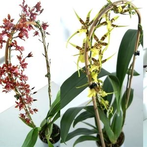 Orchids MIX
