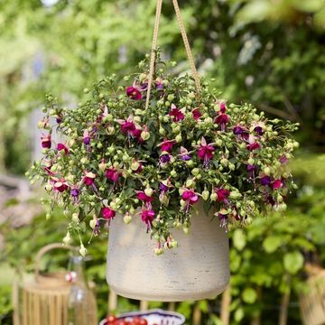 Fuchsia BELLA FUCHSIA NORA