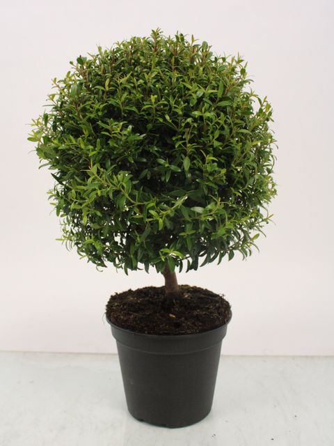 Myrtus communis