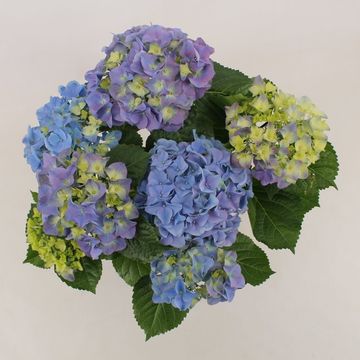 Hydrangea macrophylla EARLY BLUE