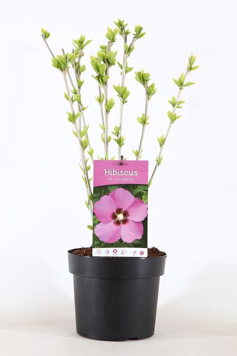 Hibiscus syriacus 'Woodbridge'