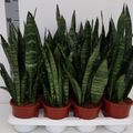 Sansevieria trifasciata 'Black Coral'