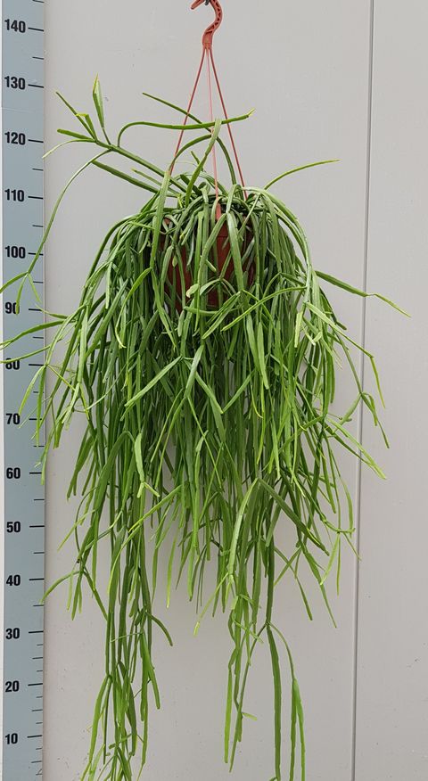 Rhipsalis trigona