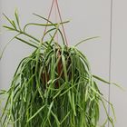 Rhipsalis trigona