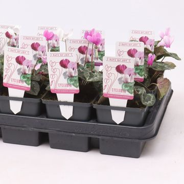 Cyclamen hederifolium MIX