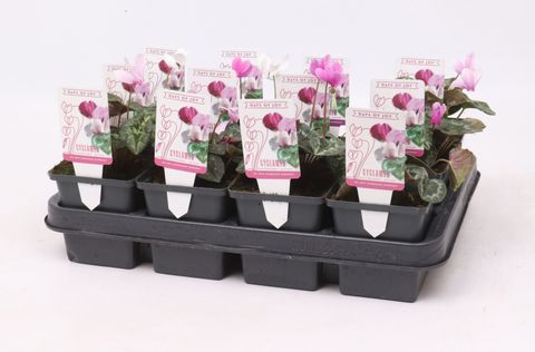 Cyclamen hederifolium MIX